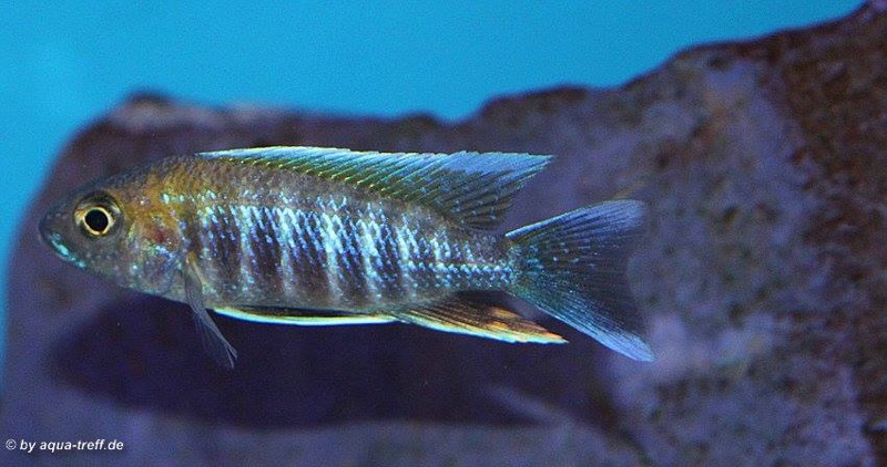 Aulonocara jacobfreibergi 'Tsano Rock'